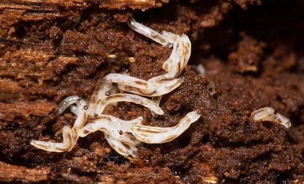 larvy sciarida