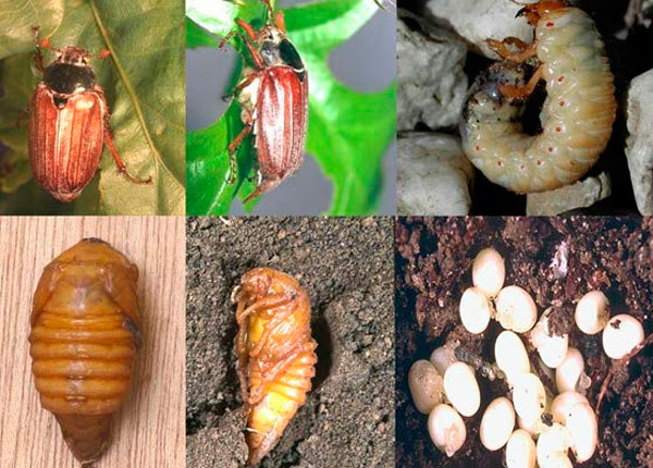 Fotka z Maybug larva