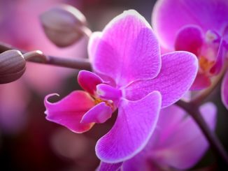 ako sa zbaviť mealybug na orchidea