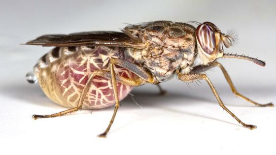 Fly tse-tse