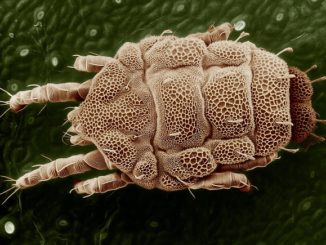 Uhryznutie bielizne